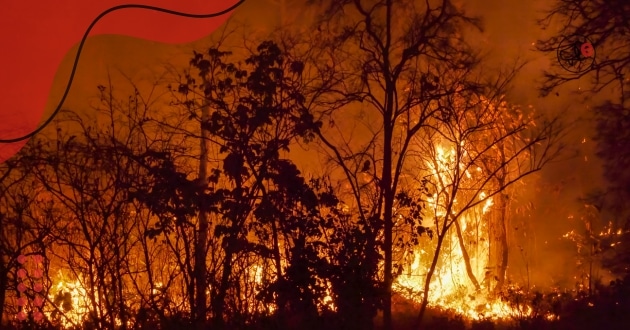 Incêndios Florestais EUA